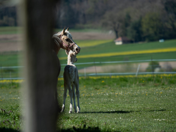 Passion élevage chevaux Franches-Montagnes et Welsh Cob - Rigueur artisanale